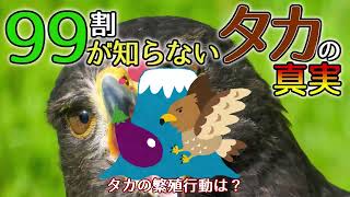 【ゆっくり解説】99割の人類が知らないタカの雑学10選【変な生き物】