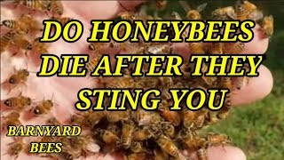 Do Honeybees Die After They Sting You?