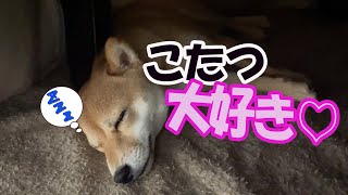 こたつの魅力に取り憑かれた豆柴はこうなります♪