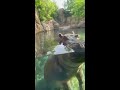 window washing hippo fiona cincinnati zoo