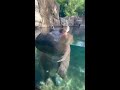 window washing hippo fiona cincinnati zoo