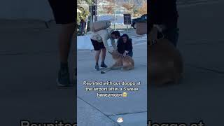 Dogs picking up their owners 🥰🥰🥰#doglover #love #petowner #dog #usa #puppy #adorable