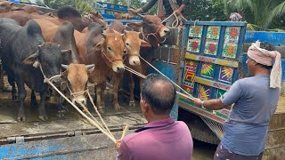 Cow unloading, cow videos,cow video,big cow,goru hamba cow,Gabtoli,Paragram[Ep -20](Kurbani Eid2022)