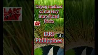 Dapog method of nursery introduced from | #Short #LastDayEducation