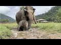 Cutie Pyi Mai loves extremely playing mud ❤️- EleFlix