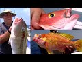 exotic clown knifefish on rod u0026 reel florida sport fishing tv live chumming a florida favorite