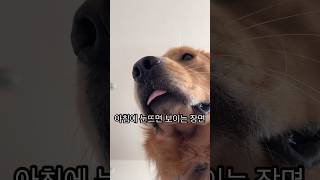 아침마다 볼 수 있는 얌전한 우드모습 #강아지 #goldenretriever #골든리트리버 #shorts