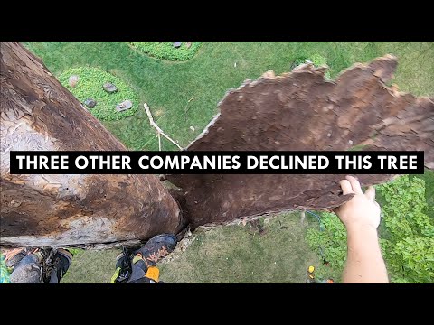 Dead Tree Removal Youtube