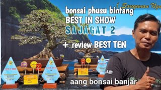 bonsai phusu bintang milik aang bonsai banjar jadi best in show sajagat 2 (+review best ten)