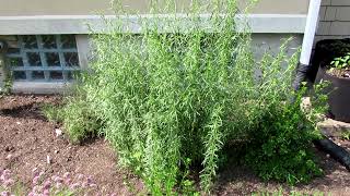 Russian Tarragon