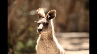 Австралия, Melbourne Zoo. Орангутанги жгут - пора в камеди клаб. Миллион бабочек.