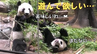 7/8駄々っ子レイレイ！待ちきれずにママに構って攻撃仕掛けちゃう！giantpanda @tokyo 上野動物園