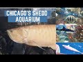 BIG FISH @Shedd Aquarium║Birthday Outing #thingstodoinchicago #sheddaquarium #navypier #kidsbirthday