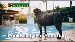 Pool Safety for your Dog from Bark Busters