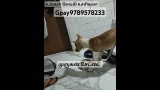 #dog மக்களாகிய நீங்கள் இல்லை என்றால் இன்று இவன் இல்லை இதில் என்னுடைய பங்கு ஏதும் இல்லை 👍💯