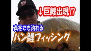 いきなり巨鯉出現！？パン鯉フィッシング！＃１