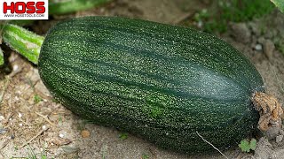 IS THIS A WATERMELON OR A SQUASH? -- MYSTERY FRUIT REVEALED!