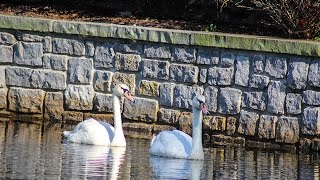 Meet The Newest Residents in Farragut's Bridgemore