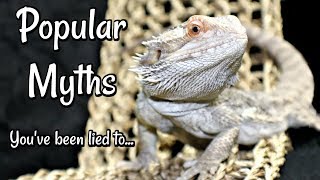 Bearded Dragon Myths & Misconceptions