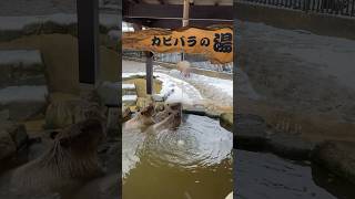 カピバラの湯に気持ち良さそうに浸かるカピバラさん　富山市ファミリーパーク　Capybara soaking in a hot spring