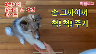 강아지 손 훈련 2분만에 마스터 한 천재견?! 아니아니 인내견!