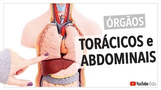 Órgãos Torácicos e Abdominais: Visão Geral | Anatomia e etc