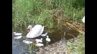 20140504-2手賀沼親水公園周辺のハクチョウ白鳥スワンSWANS