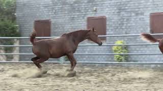 Walindra Arabic Horse || TM stud farm Lahore