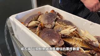 【天下新聞】加州: 珍寶蟹商業捕撈季至少延到12月中旬 CA: Commercial Dungeness crab season delayed until mid-December