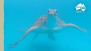 World Sea Turtle Day | Wildlife Warriors Missions