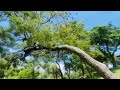 Njikalila imwe by pastor Morris musenge latest gospel song