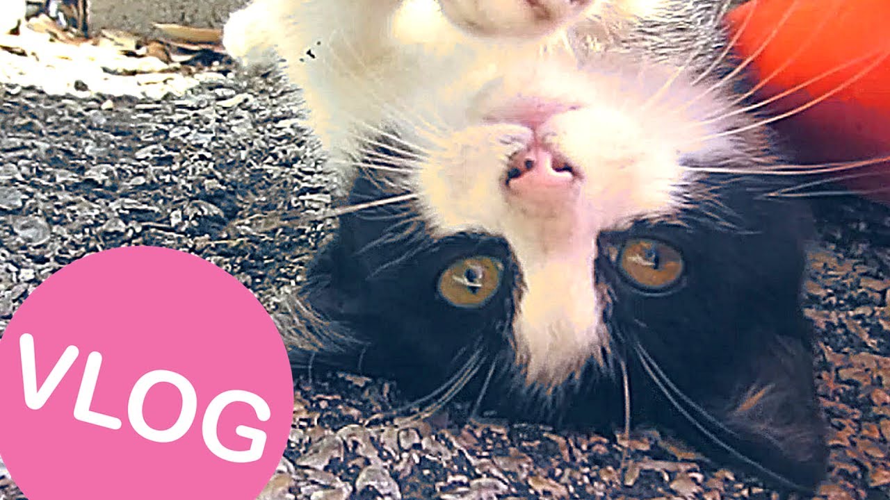 Secret Cat At Work Vlog 37 Youtube