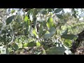 UCRBG California Native Plant Video Series: Engelmann Oak