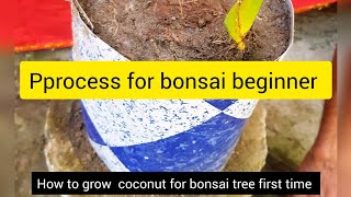 how to process grow coconut germinating  for bonsai tree # home garden #dilkobor #shasaruyaralam