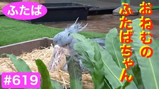 おねむの時間💖★sleepy★#ハシビロコウふたば★No.619★shoebill Futaba