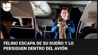 “¿Alguien perdió un gato?”: un felino escapa de su dueño y se pasea por los pasillos de un avión