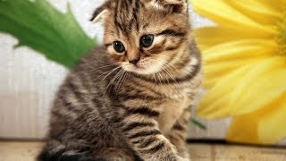Animal Planet  : Cats 101 ~ Scottish Fold