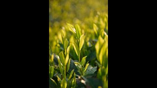 狭山茶～美味しいお茶の淹れ方