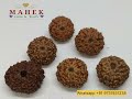 original rudraksh with certificate premium quality. rudraksha rudrakshabenefits rudrakshamala