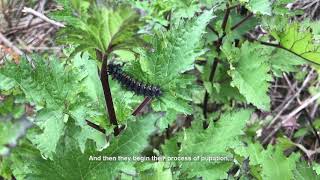 Variable Checkerspot Butterflies Re-introduction to the Presidio