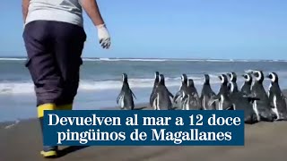 Devuelven al mar a doce pingüinos de Magallanes