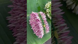 Madurai Malli | Flower shop | Madurai