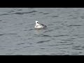 【日本の野鳥】ミコアイサ smew（カモ科）【bgm】＃日本の野鳥＃ミコアイサ＃カモ科