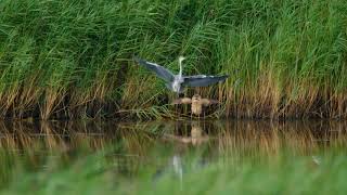 Roerdomp valt reiger aan 16 9