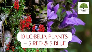 10 Lobelia Plants - 5 Red \u0026 5 Blue