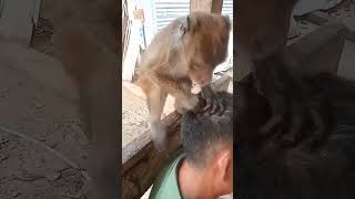 monkey picking lice