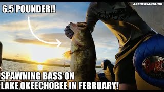 Catching Tons of Lake Okeechobee Spawning bass On Topwater Spooks!