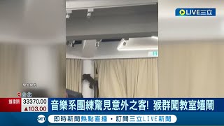 猴子也愛音樂？ 大學音樂系團練驚見意外訪客! 猴群闖教室攀爬嬉鬧 師生驚嚇所幸無遭攻擊｜記者 蔡駿琪 周冠宇｜【萌寵54來當家】20220302｜三立新聞台