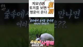 계묘년에 숲속의 토끼를 보면 행운이 온다??#shorts