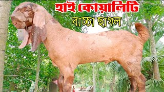 ২য় পর্ব | ক্রস জাতের কালার ফুল বাচ্চা ছাগলের দর-দাম জানুন নাটোর থেকে | Kross breed baby goat price |